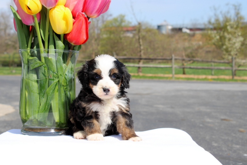 puppy, for, sale, Mini Bernedoodle F2, Matthew B. Stoltzfus, dog, breeder, Gap, PA, dog-breeder, puppy-for-sale, forsale, nearby, find, puppyfind, locator, puppylocator, aca